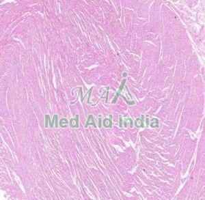 Transparent Plain Cardiac Muscle Histology Slides, For Clinical, Laboratory, Size : Standard