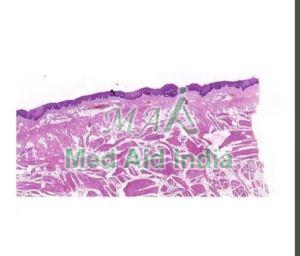 Oral Histology Cheek Mucosa Slide