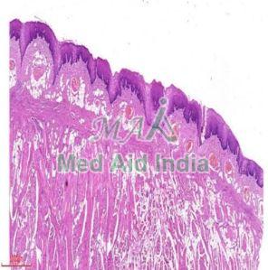 Oral Histology Filiform Papillae Tongue Slide