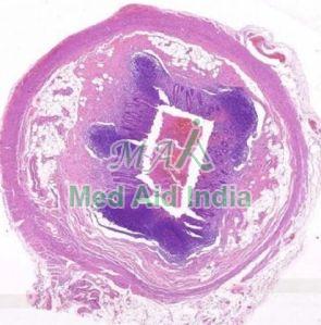 GLASS General Histology Slides Set For Medical Teaching