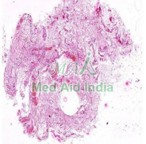 Loose Areolar Tissue Histology Slide
