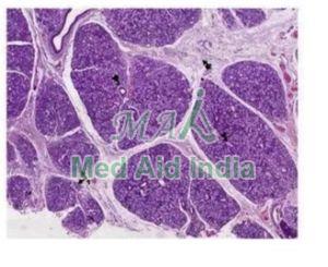 Mucin Secreting Salivary Gland Slide