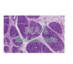 Oral Histology Mucin Secreting Salivary Gland