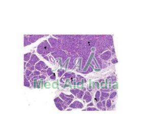 Oral Histology Sermucinous Salivary Gland