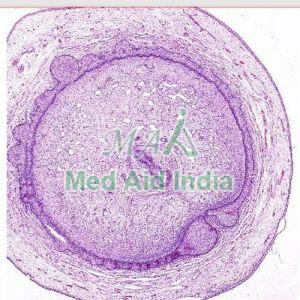 Penile Urethra Microscope Slide