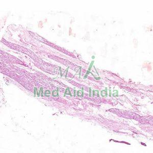 Peripheral Nerve  L.S. Histology Slide