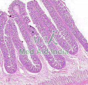 Small Intestine Prepared Histology Slide