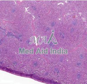 Spleen Histology Slide