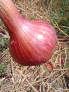 pink onion seeds