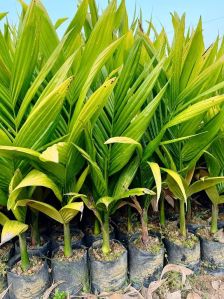 Hybrid Arecanut Plants