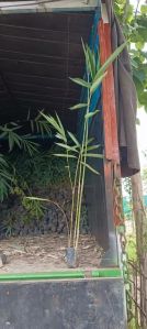 Bambusa Tulda Plants