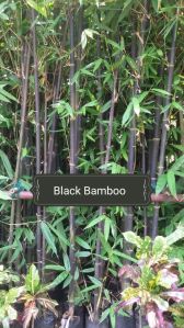 Black Bamboo Plants