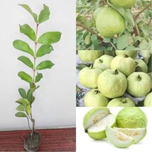 Guava plant