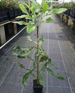 Macadamia plants