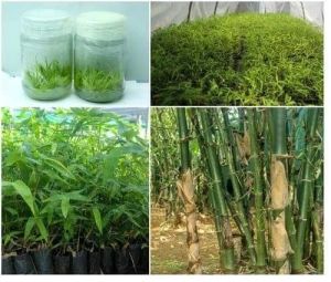 Outdoor Bamboo Plants