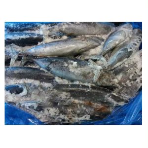 FROZEN BULLET TUNA FISH