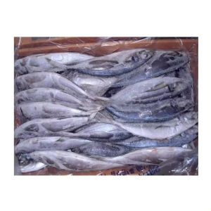 Frozen Horse Mackerel Fish