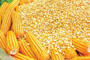 Yellow Maize Seeds