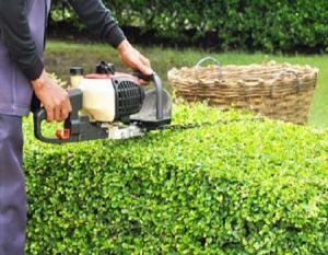 Lawn and Gardening Services