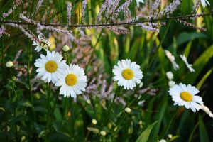 Pyrethrum Extract  Powder 50%