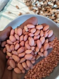 Girnar 4 Groundnut Seeds