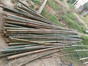 17 Feet Lagga Bamboo Poles