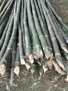 20 Feet Bambus Bamboo Pole