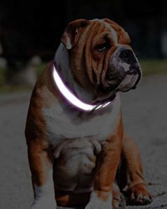 Reflective Collar For Street Dogs