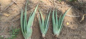 Aloe vera plants