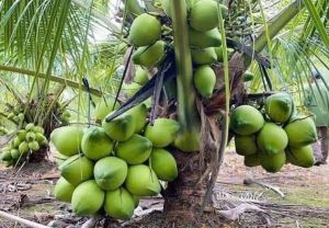 Malaysia Coconut Plant