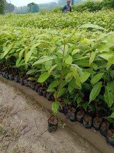 Mahogany Plants