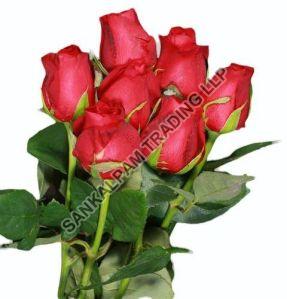 Natural Fresh Cut Rose Flower For Cosmetics, Decoration, Gifting