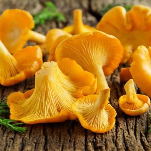 Chanterelle mushroom