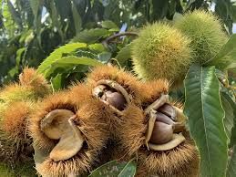 Natrual Common Chestnuts For Snackls