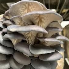 Oyster Mushroom For Oil Extraction, Cooking