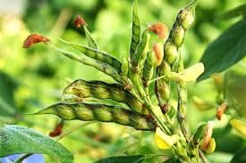 InnoVeg Pigeon Pea For Human Consumption, Animal Feed, Soil, Seedlings, Pharmaceutical, Food Industry