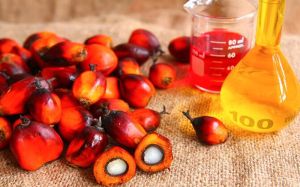 Refined Palm Oil