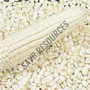 White Corn