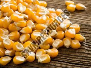 yellow corn