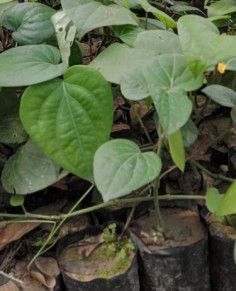 Organic Black Pepper Plant For Making Greeting Card