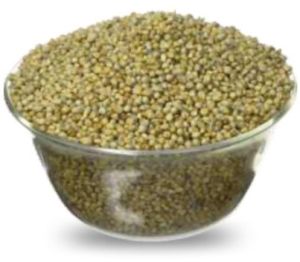 RichBloom Pearl Millet Seeds