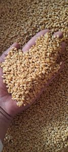 wheat grain