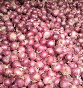 Red Onion