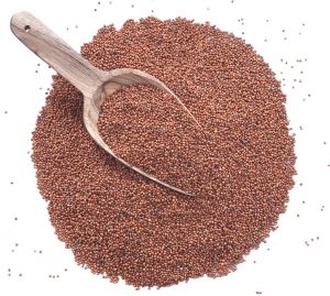 Finger Millet