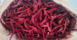 syngenta 5531 dry red chilli