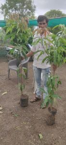 jumbo kesar mango plant
