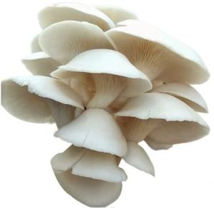 Milky Oyster Mushroom