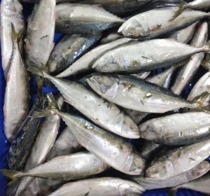 Frozen Indian Mackerel Fish For Home, Hotel, Mess, Restaurant