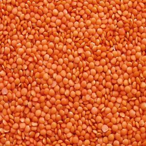 masoor dal