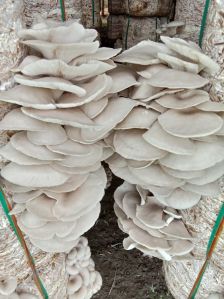 Dry Oysters Mushroom
